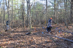 Archaeologists surveying the Nipsachuck Battlefield site using metal detectors, and marking identified artifacts using flags.